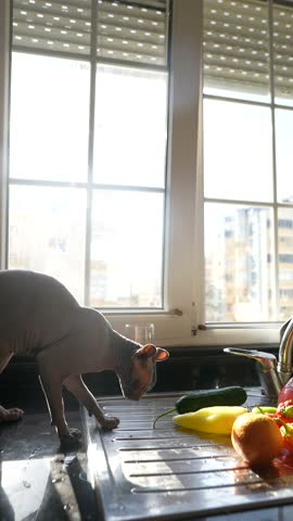 A Playful Cat is seen exploring a Bright Sunlit Kitchen filled with Fresh Vegetables
