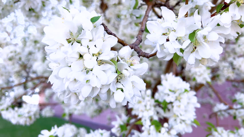 A vibrant display of white blossoms densely clustered on the branches of a tree, signifying the fresh bloom of spring, captured in close-up detail.