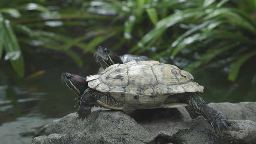 2 Red-eared Slider turtles up on a stone surrounded by water