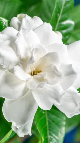White Flower Opening Time Lapse with Rotating Effect. Gardenia Jasminoides or Cape Jasmine Flower Blooming on Green Leaves Background in Timelapse