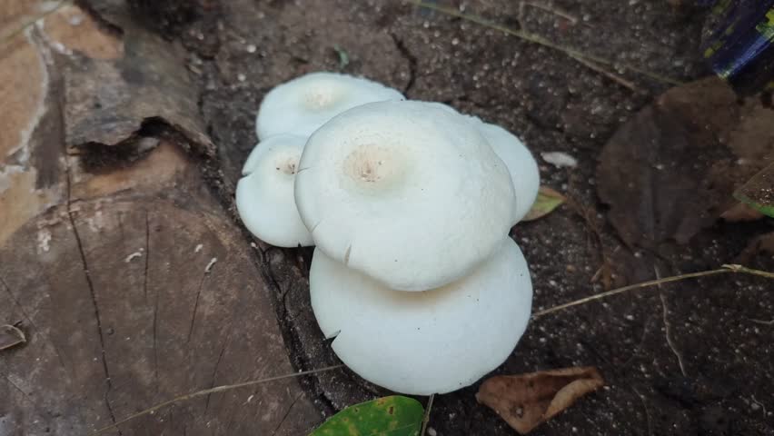 Lentinus squarrosulus mushrooms that grow wild