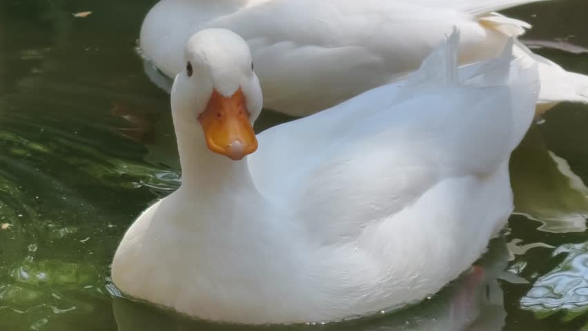 White ducks are playing in the water.	