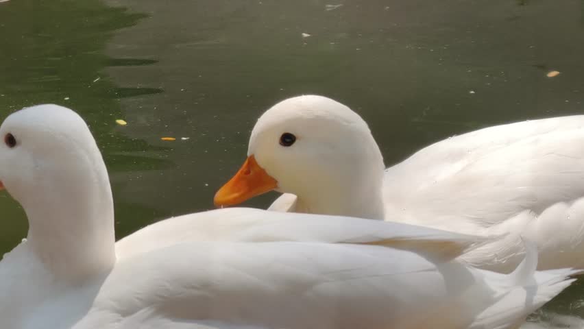 White ducks are playing in the water.	