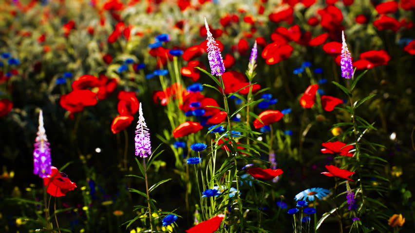 A stunning array of wildflowers showcases vivid reds and blues under sunlight. The rich colors create a lively atmosphere, highlighting natures beauty in full bloom during summer.