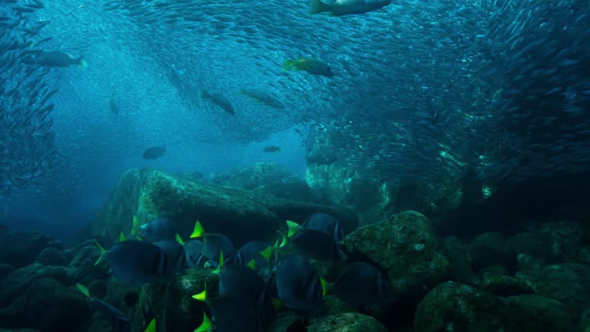 Prionurus Fish Near Rocky Reef
