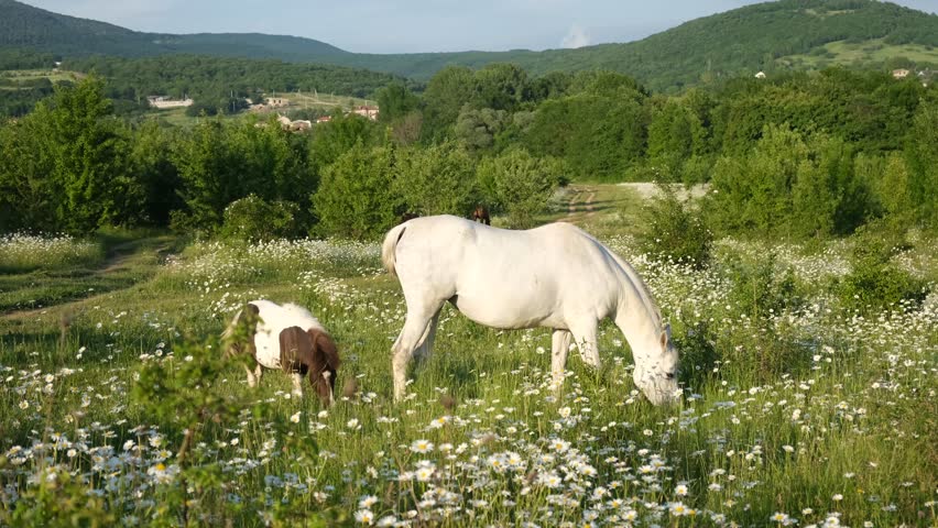 Horse chamomile field close-up. A beautiful white horse is grazing in the morning meadow. A beautiful warm light illuminates the field. The concept of rural life farming. Pets on the pasture in summer
