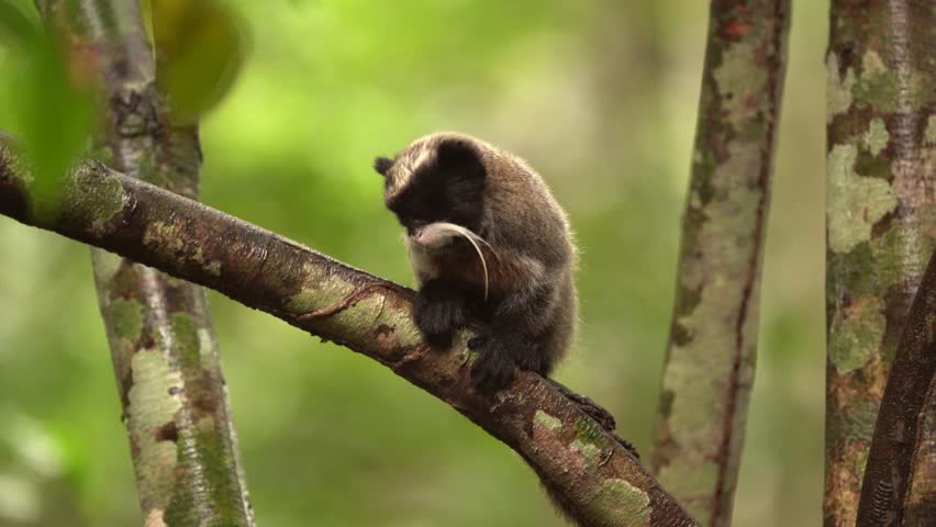 the emperor marmoset Saguinus imperator, also known as the mustache marmoset. Common in the southern and southeastern Amazon of Brazil, it occurs in the states of Acre and Amazonas, in addition to bei