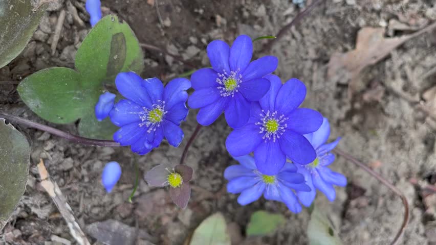 Blue color Anemone Hepatica flowers in a garden in April 2023. Idea for postcards, greetings, invitations, posters and Birthday decoration, background
