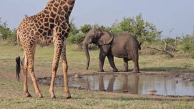 Giraffe is standing next to a watering hole. A elephant is walking towards the water during safari in South Africa - Powered by Shutterstock - Get 15% off with code: PIKWIZARD15