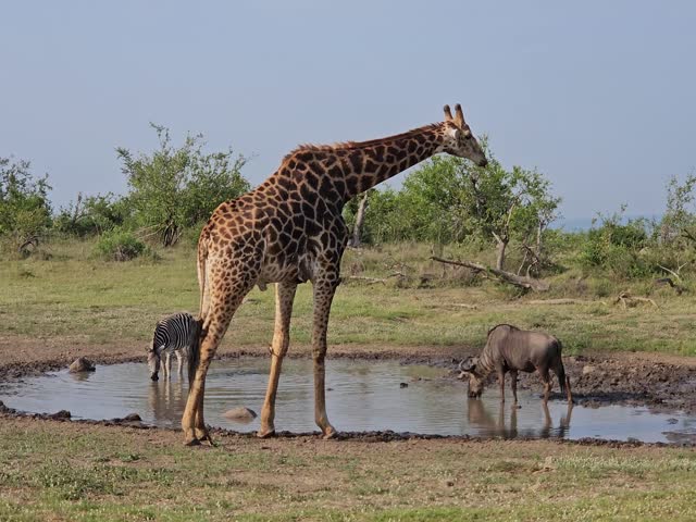 Giraffe is standing in a watering hole with two other animals. One of the animals is a zebra and the other is a wildebeest during safari in Kruger park in South Africa