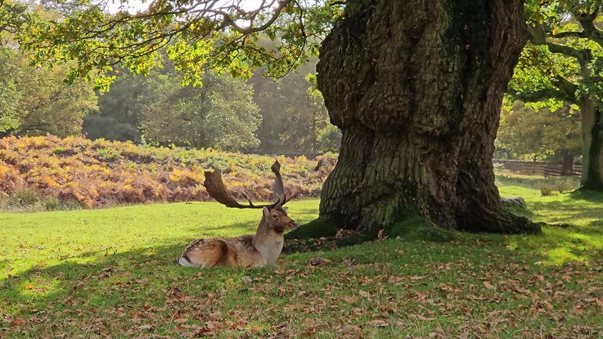Fallow deer resting under large tree in sunlit meadow. Male deer lying calmly in green grassy clearing surrounded by autumn leaves. Wild buck relaxing in shade of old tree with natural light. Forest