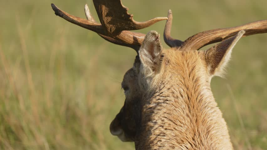 Close-up of fallow deer head with detailed view of antlers against grassy background. Spotted buck turning head gracefully in natural sunlight. Wild deer profile showcasing majestic antlers in serene