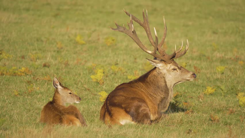 Red deer stag lying peacefully in grassy meadow with female deer nearby. Majestic male deer resting calmly in open green field. Large antlered stag relaxing in serene natural environment. Pair of deer