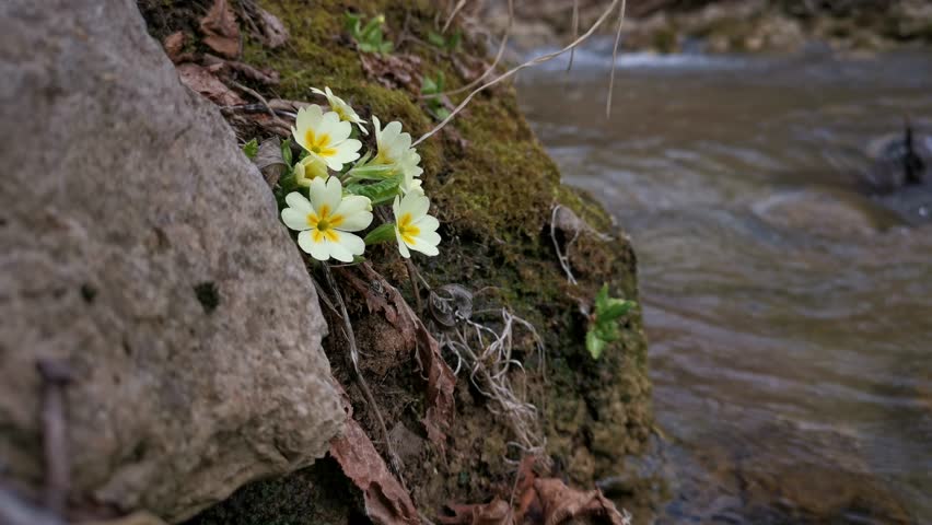 Primrose forest bloomed in the spring. A beautiful soft yellow flower close-up in the bright rays of the sun. Macro of wild forest flowers. Natural green background. The concept of early spring.