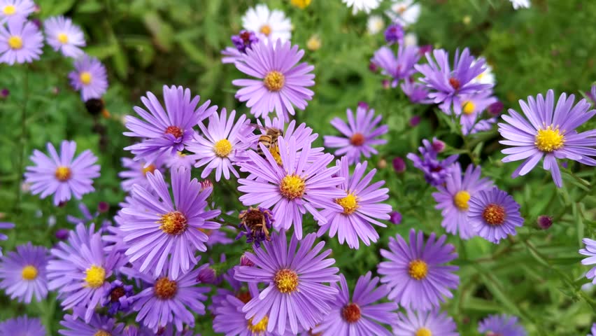 Symphyotrichum purpurea and bees close-up. Beautiful bright purple autumn flowers bloomed in the garden. Natural floral macro background. Soft focus, motion blur. Autumn flowers sway in the wind