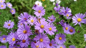 Symphyotrichum purpurea and bees close-up. Beautiful bright purple autumn flowers bloomed in the garden. Natural floral macro background. Soft focus, motion blur. Autumn flowers sway in the wind - Powered by Shutterstock - Get 15% off with code: PIKWIZARD15