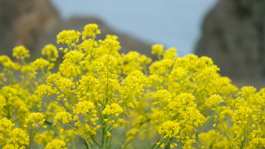 Yellow flowers close-up in spring. Medicinal gulyavnik or wild mustard bloomed on the slopes of the mountains. A bright spring natural backdrop for presentations. The concept of spring, flowering