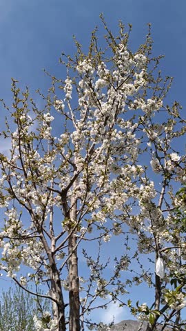 Cherry blossom tree in full bloom under a clear blue sky during spring. White flowers contrast beautifully with bright daylight in a mountain village.