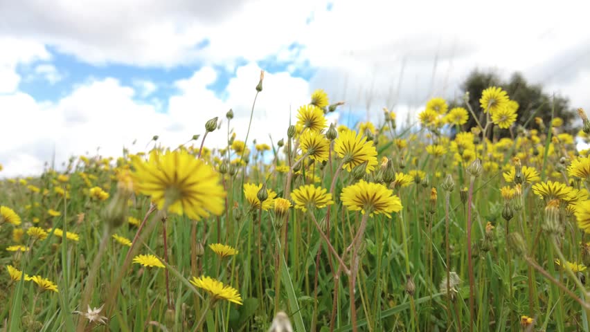 Meadow full of yellow dandelion (Taraxacum officinale) flowers under a slightly cloudy sky. Ayegui, navarre, spain