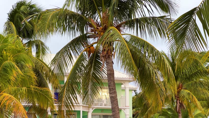 Varadero, Cuba, 03.12.2023. Coconut palm leaves sway in the wind on the territory of a hotel with white buildings in Cuba. Vacation on the Caribbean coast on Liberty Island. 4К
