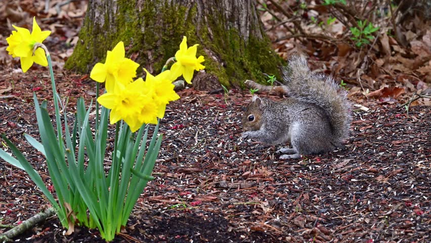 Sciurus carolinensis - Eastern Grey Squirrel, A squirrel searches for food in the forest litter near New Jersey in the forest, USA