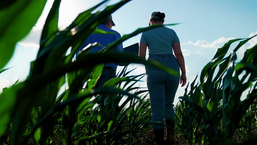 Business people man woman working together in field. Man woman farmer teamwork, partners checking corn growth analyze using laptop. Agricultural workers agronomist farmer scientist engineer control