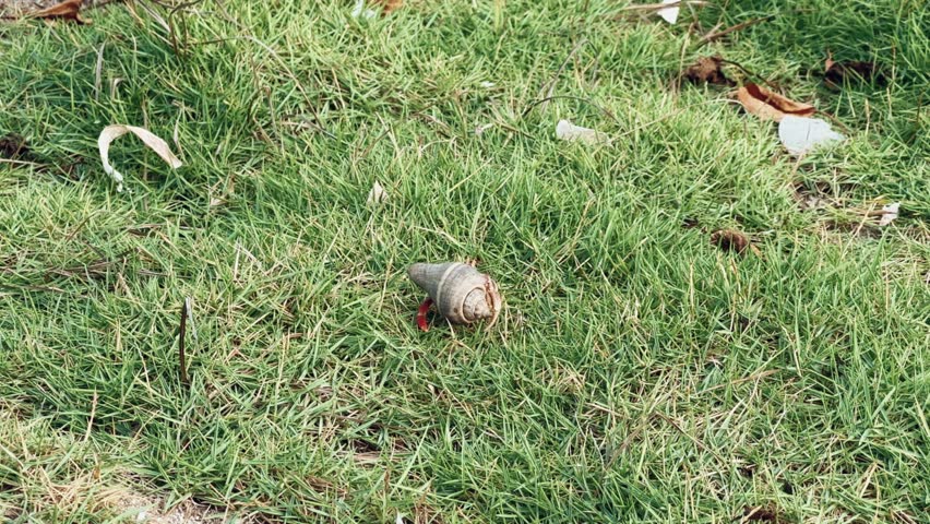 Hermit crab in Cuba. Hermit crab runs on the grass near the Atlantic Ocean. Summer vacation of a hermit crab on the ocean shore. Crustacean on the beach of Liberty Island