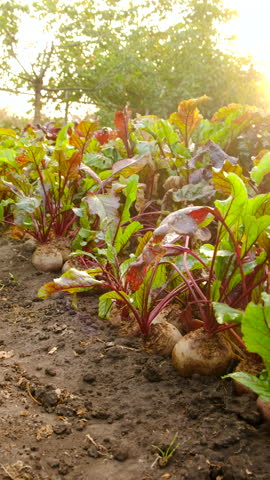 beet harvest in the garden. Selective focus.