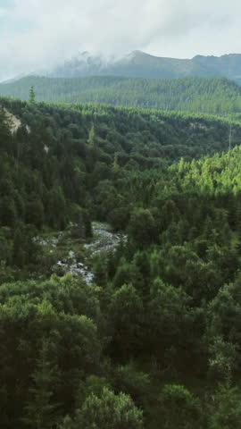Beautiful summer landscape with forest and river in Tatras mountains, aerial view, Slovakia. Vertical video