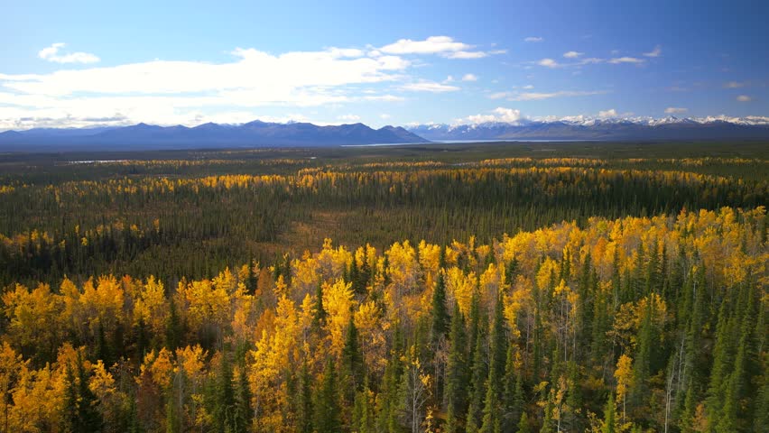 	
Aerial view of colorful fall trees and conifers at Denali national park in Alaska