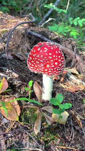 Red mushroom fly agaric in the Khibiny mountains. A poisonous mushroom in autumn in the tundra. A mushroom growing in nature. Poisonous mushrooms with a red and white cap are toadstools.