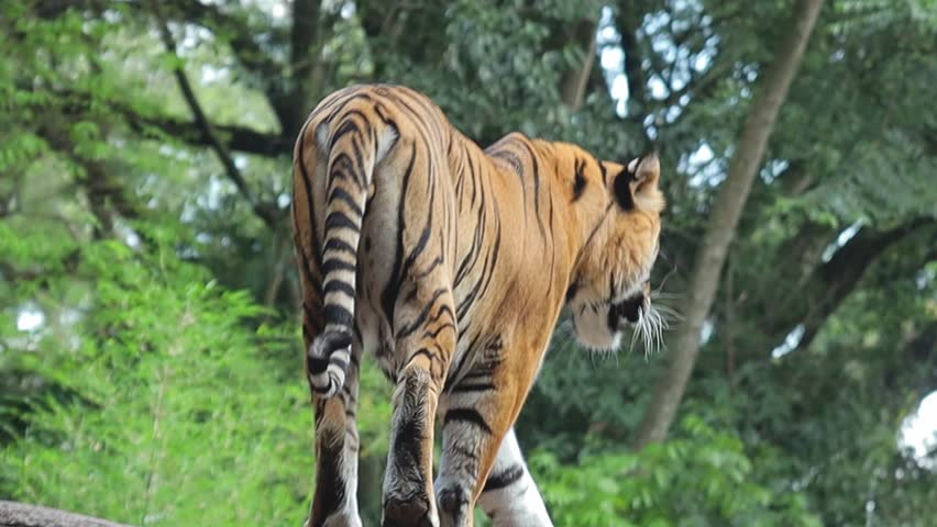 Sumatran Tiger Standing And Walking On A Cliff Rock At The Zoo.