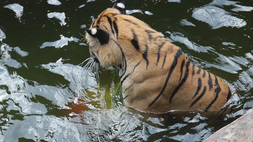 Top View Of A Tiger Playing With Ball Inside A Pool At Zoo