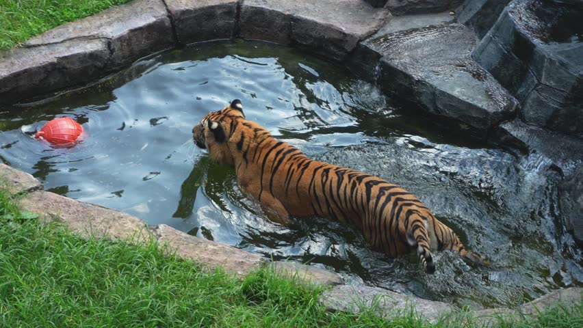 Top View Of Sumatran Tiger Playing With A Ball Inside A Pool At Zoo