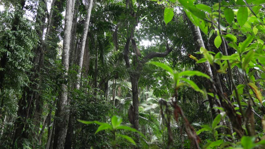 Scenic rainy jungle tree forest in Wollumbin national park, Australia.