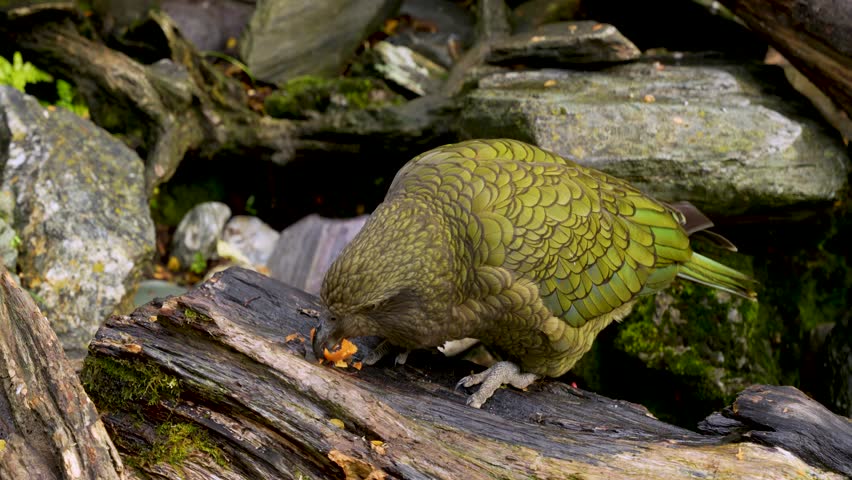 The kea is a large parrot that lives in the forest and mountain areas of New Zealand.