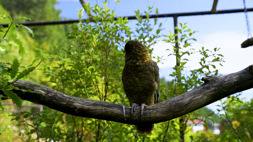 Kea parrot (Nestor notabilis) resting in a simulated alpine habitat, native to New Zealand. Close-up of the bird in the aviary on a bend in a branch.