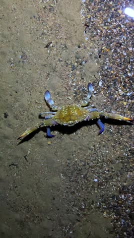 A blue crab that lives in the Mediterranean Sea. The African blue floating crab is Portunus segnis. A giant blue crab at night on a sandy beach. A crab with huge claws hunts on the seashore. 4К
