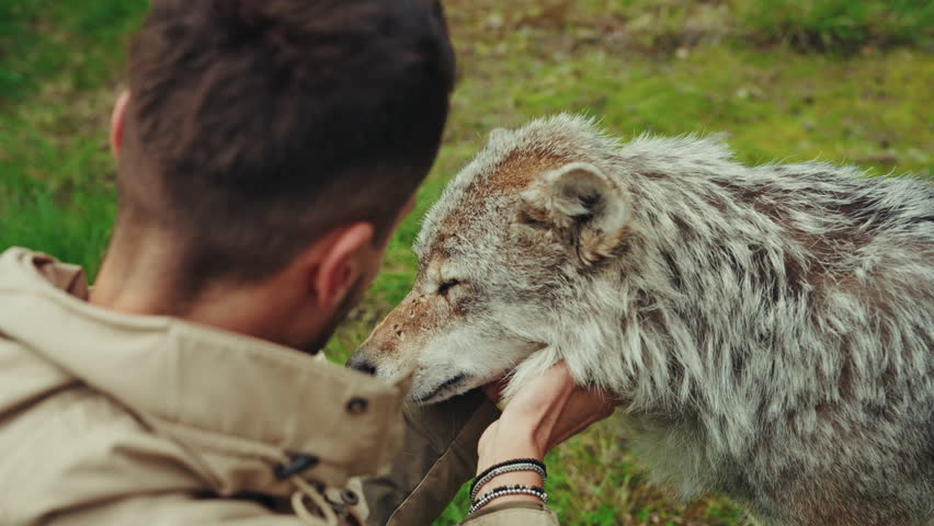 Close up shot of a male instructor petting and bonding with a wolf. wildlife interaction and connection with humans.