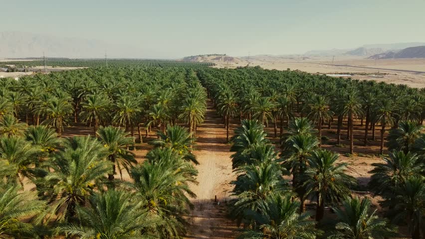 Drone glides backward and descends through a date palm farm in southern Israel’s desert, Middle East.
