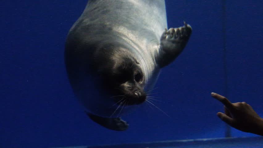 Big seal swimming in aquarium with freshwater. Artificial basin where atmosphere is close to their natural habitat. Aquatic animals of lake Baikal.