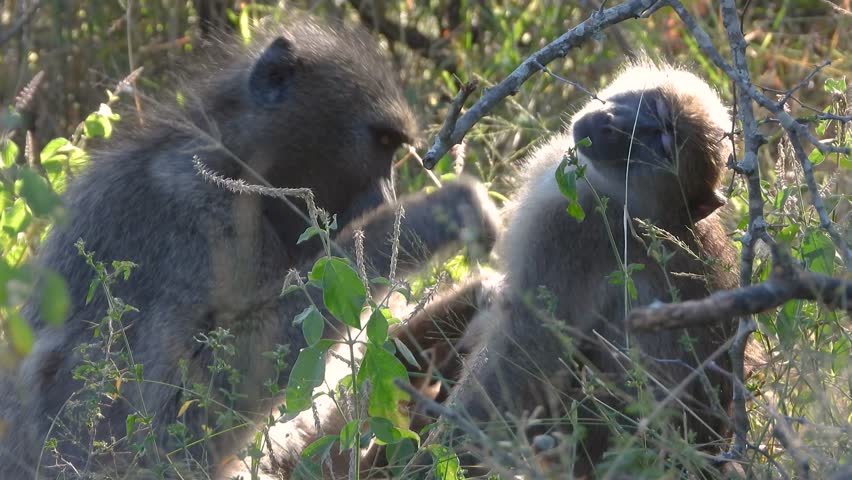 Close-up shot of baboons cleaning each other of insects in the bush at Kruger National Park