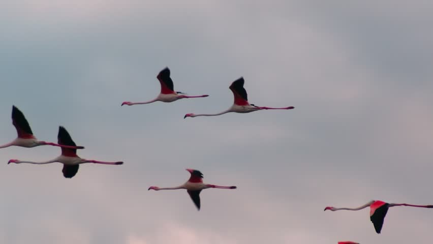 A breathtaking slow motion video of flamingos gracefully flying in formation across a vibrant sunset sky, evoking peace and natural beauty