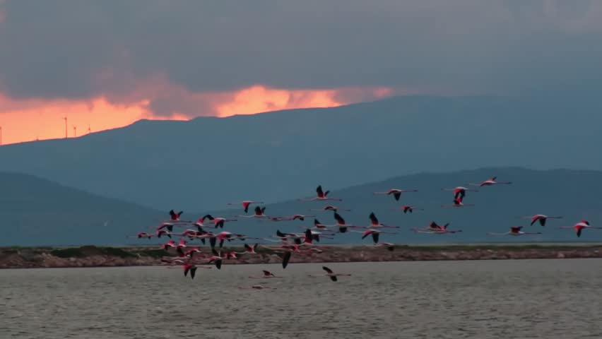 A breathtaking slow motion video of flamingos gracefully flying in formation across a vibrant sunset sky, evoking peace and natural beauty