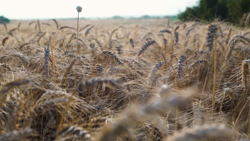 Wheat Crops During Harvest Season In Red Deer County, Alberta, Canada. Selective Focus