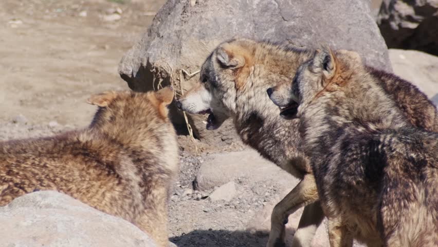 Wild wolves sprinting around their zoo habitat in slow motion, showcasing their powerful strides and instinctive energy.