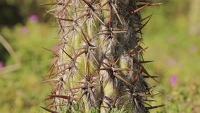 Close up green cactus with yellow spines within a desert environment, city park in Barcelona, Montjuic. African background.  - Powered by Shutterstock - Get 15% off with code: PIKWIZARD15