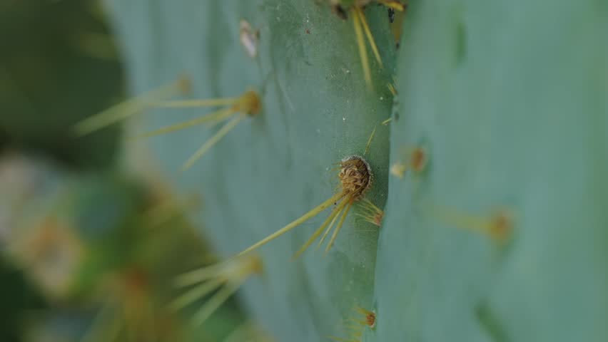 Close up green cactus with yellow spines within a desert environment, city park in Barcelona, Montjuic. African background. 
