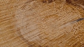 Freshly cut tree trunk close-up with visible growth rings, revealing its age and past climate conditions. The smooth wood texture and natural patterns highlight the tree’s history and health - Powered by Shutterstock - Get 15% off with code: PIKWIZARD15