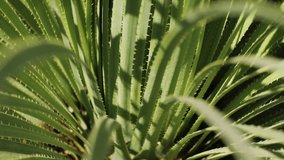 Close up green cactus with yellow spines within a desert environment, city park in Barcelona, Montjuic. African background.  - Powered by Shutterstock - Get 15% off with code: PIKWIZARD15